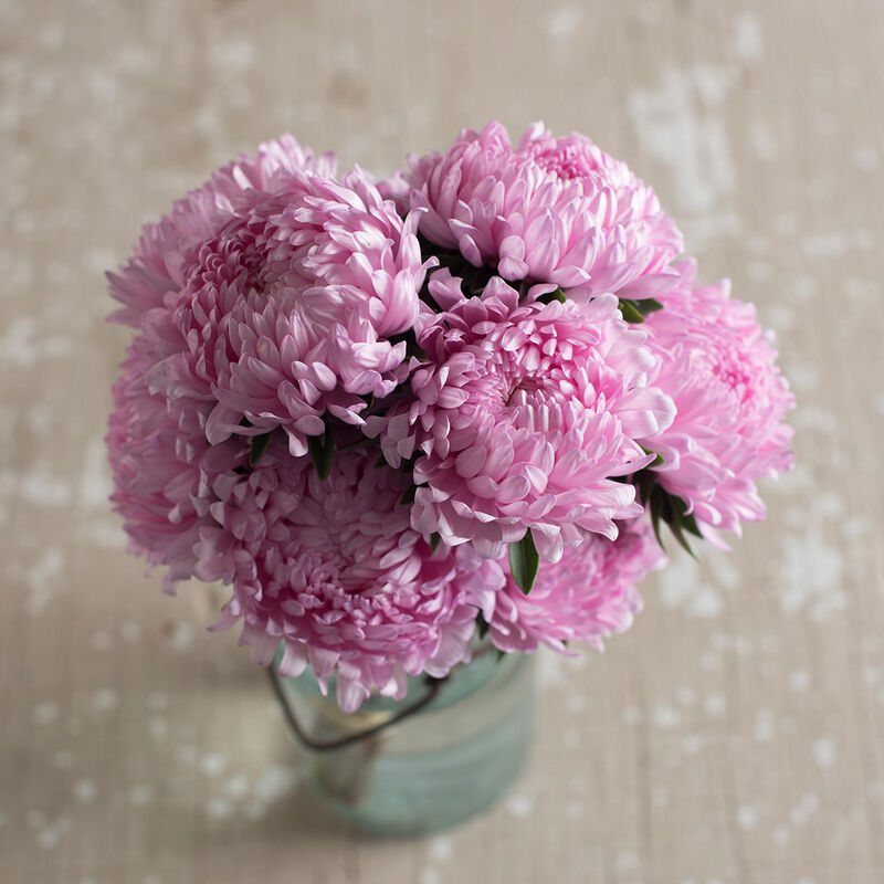 Tower Salmon - Semillas de Flores China Aster