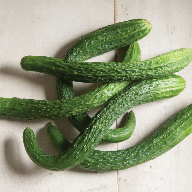 Suyo Long - Semillas Orgánicas de Pepino