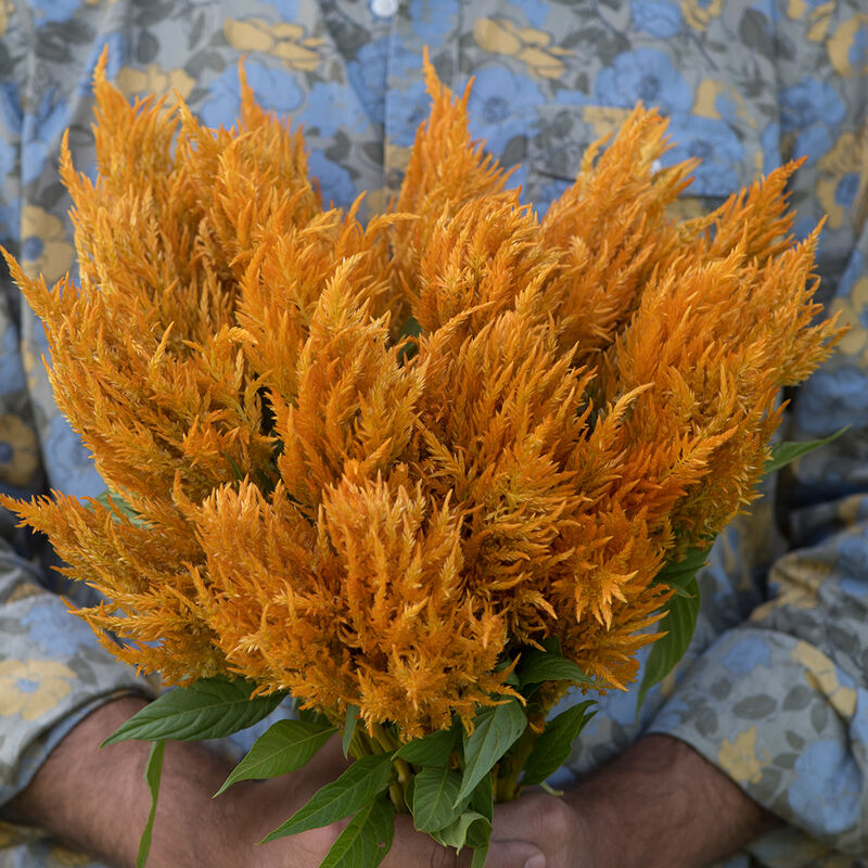 Sunday Gold - Semillas de Flor Celosía