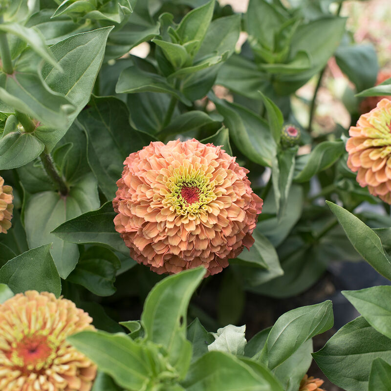 Queeny Lime Orange - Semillas de Flor Zinnia