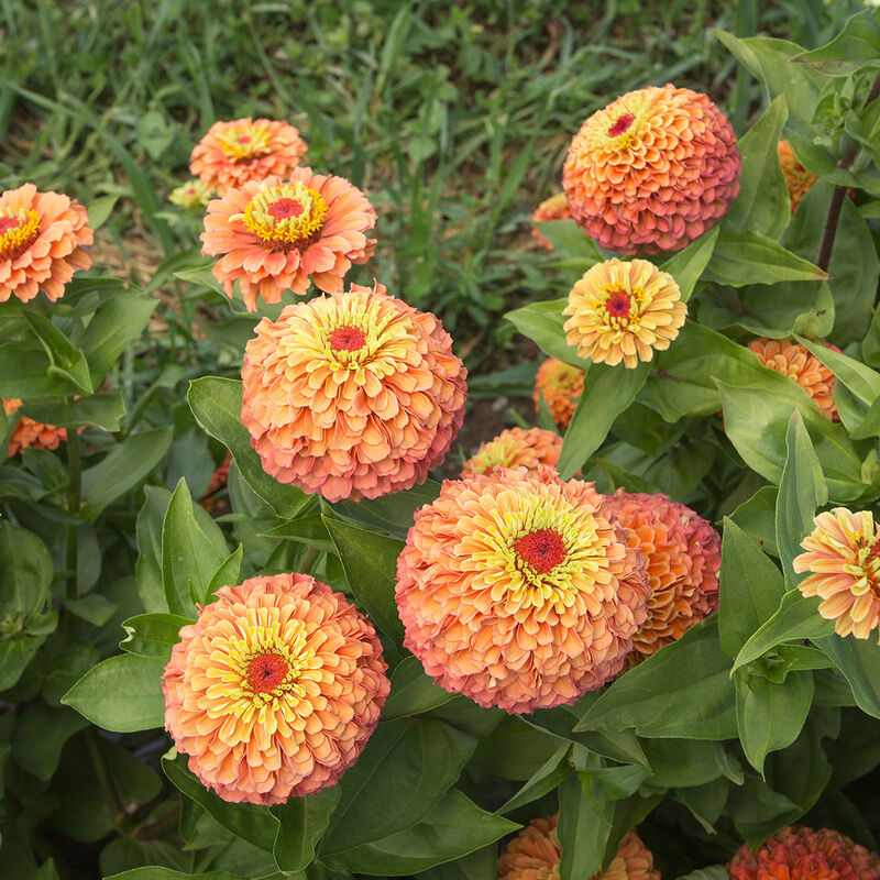 Queeny Lime Orange - Semillas de Flor Zinnia