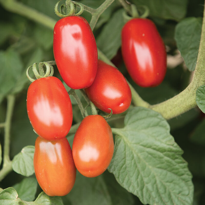 Valentine - Semillas F1 de Tomate Pera Orgánico