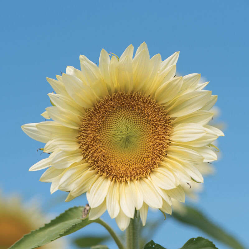 ProCut® White Lite - Semillas F1 de Girasol Alto