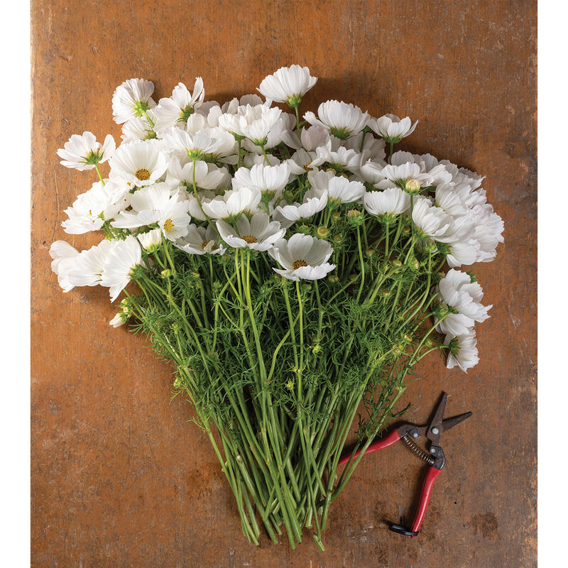 Afternoon White - Semillas de Flor Cosmos