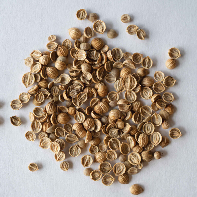 Santo Monogerm - Semillas de Cilantro