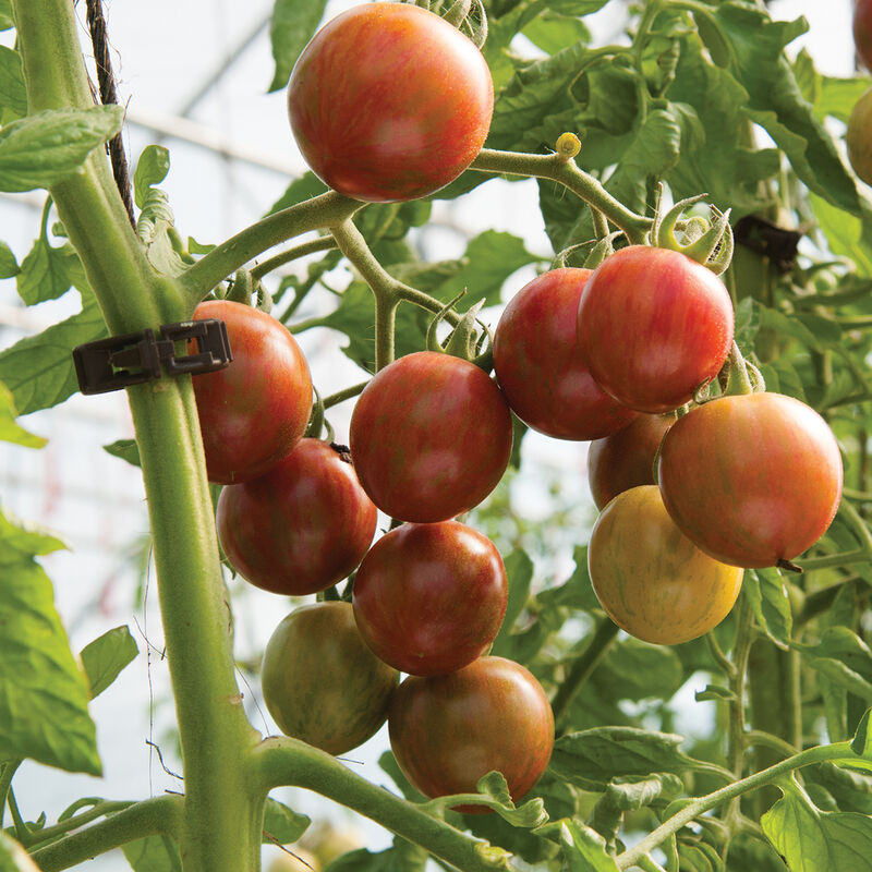 Purple Bumble Bee - Semillas de Tomate de Ramillete Orgánico