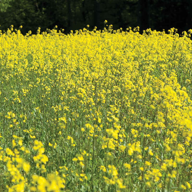 Yellow Mustard - Semillas de Mostaza para Abono Verde