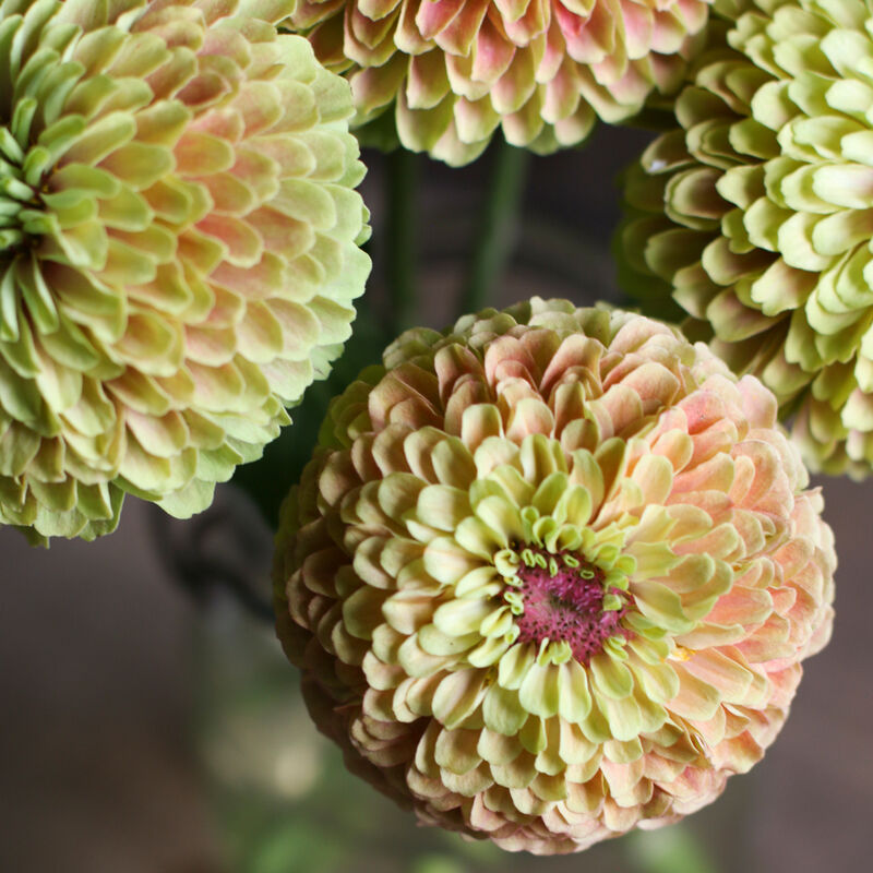 Queeny Lime with Blush - Semillas de Flor Zinnia