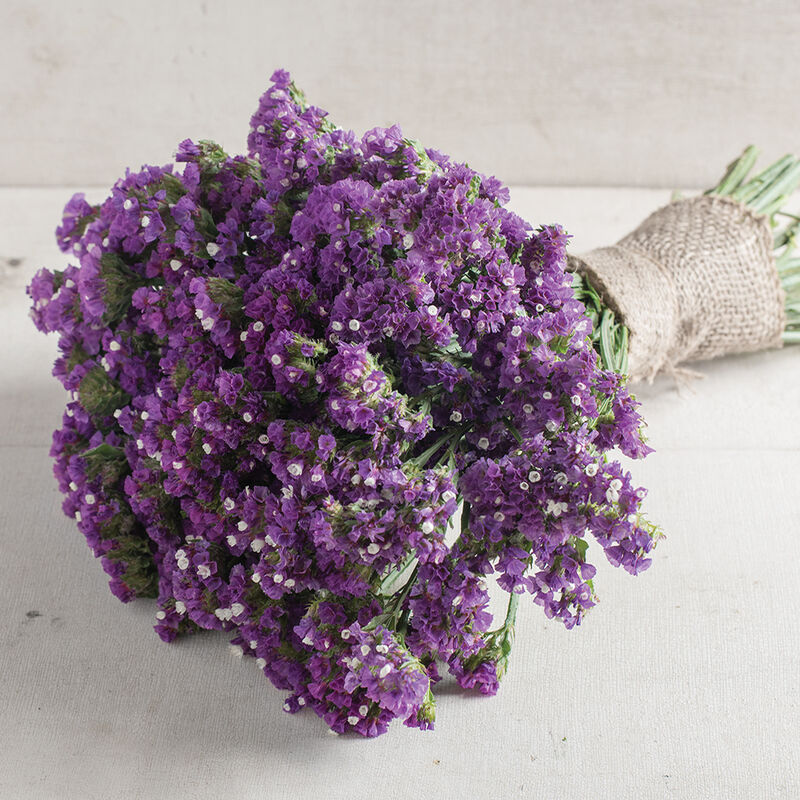 Seeker Purple - Semillas de Flor Statice Morada