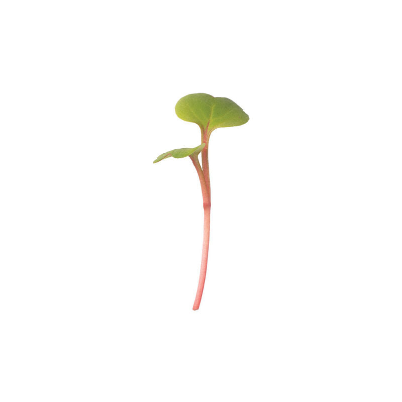 Radish Red Stem - Semillas Orgánicas de Germinados de Rábano