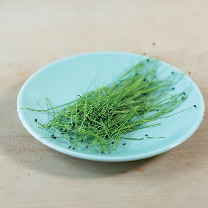 Scallion - Semillas Orgánicas para Germinados de Cebolla