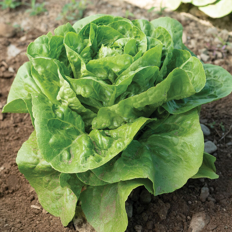 Xalbadora - Semillas Peletizadas de Lechuga Romana Orgánica