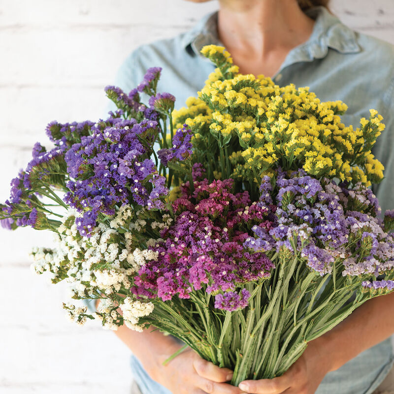 Statice Formula Mix - Semillas de Flor Statice