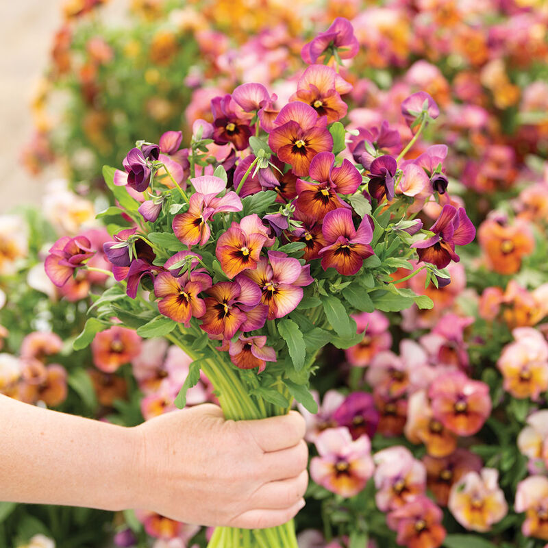 Nature™ Mulberry Shades - Semillas F1 de Flor Viola