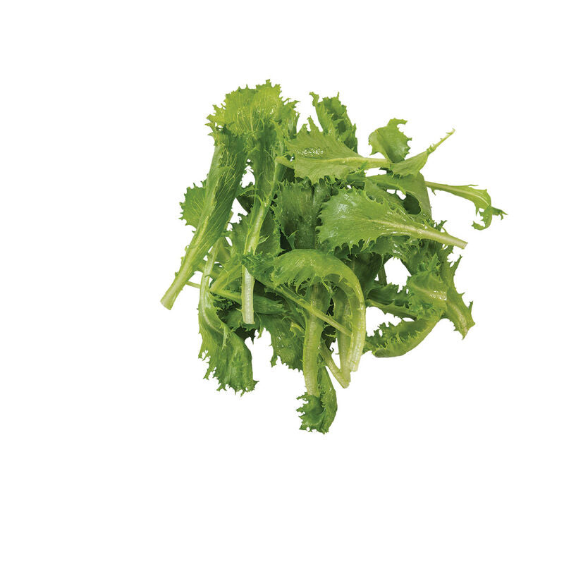 Riptide - Semillas de Lechuga Iceberg Orgánica