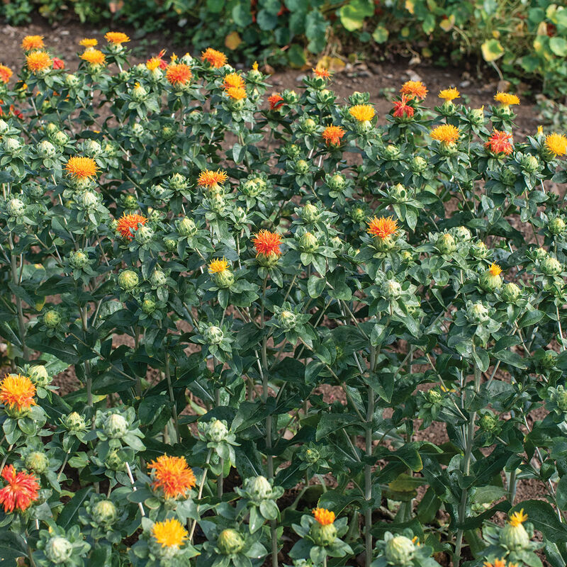 Zanzibar - Semillas de Flor Cártamo