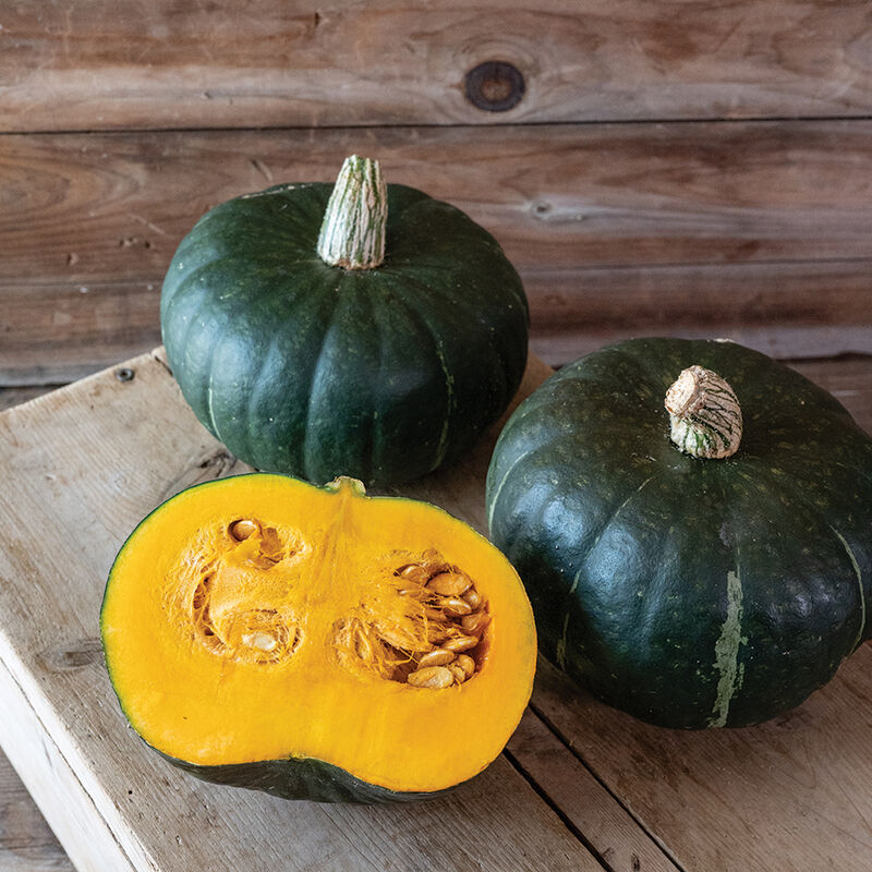 Mambo Semilla de calabaza kabocha orgánica (F1)