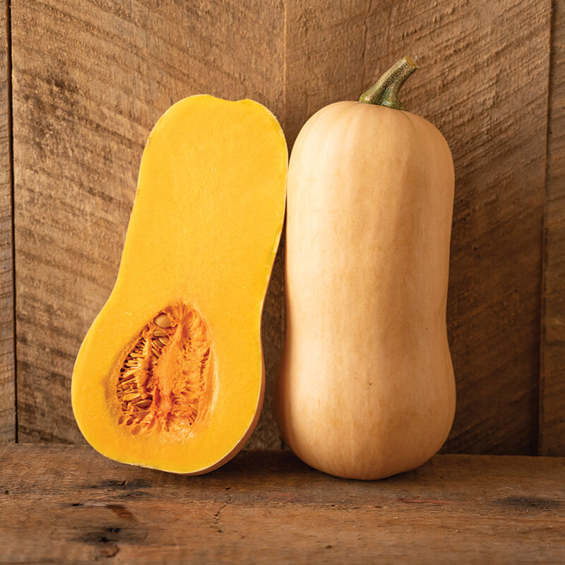 Block Party- Semilla de calabaza orgánica (F1)