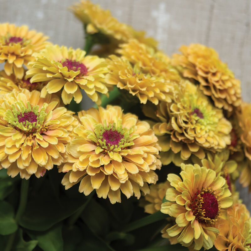 Queeny Lemon Peach - Semillas de Flor Zinnia