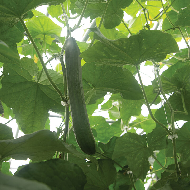 Poniente - Semillas Orgánicas F1 de Pepino Ingles
