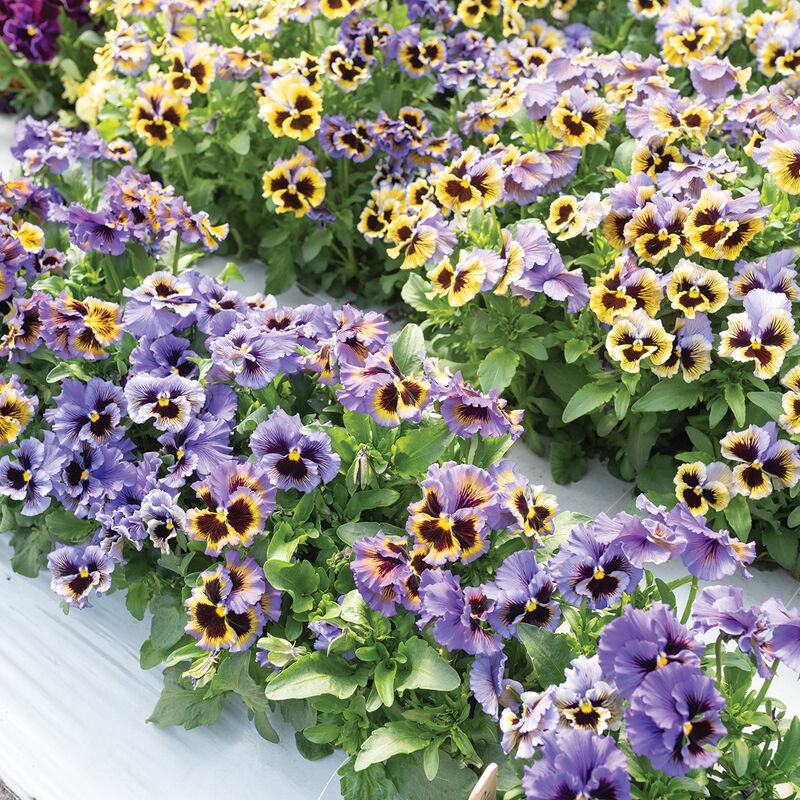 Frizzle Sizzle Yellow-Blue Swirl - Semillas de Flor Viola