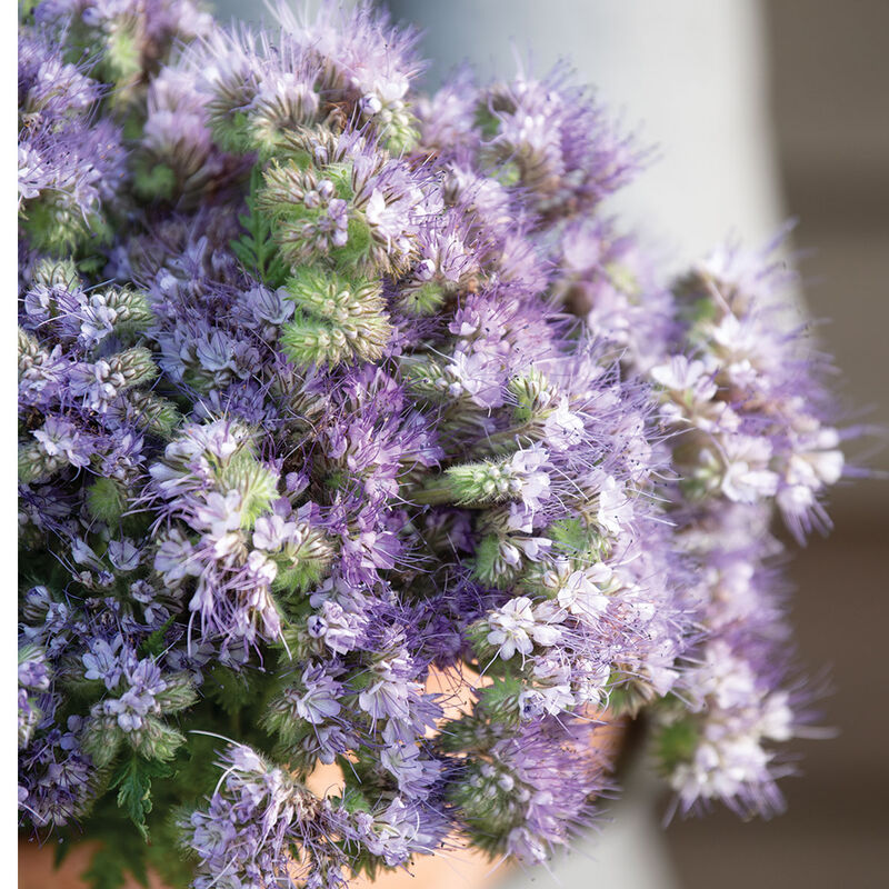 Phacelia - Semillas de Flor Phacelia