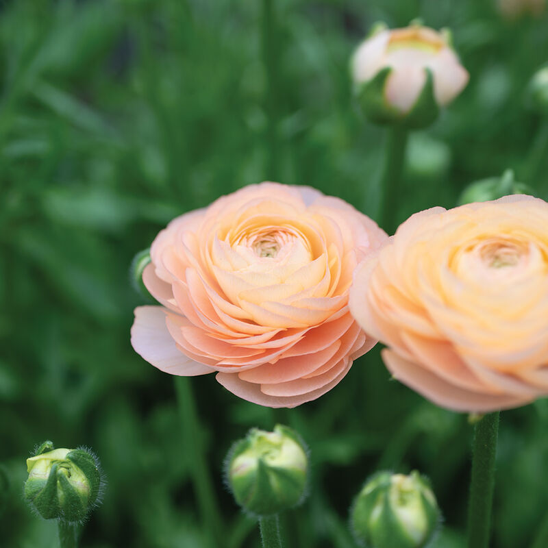 Romance™ Salerno® - Cormo de ranúnculo