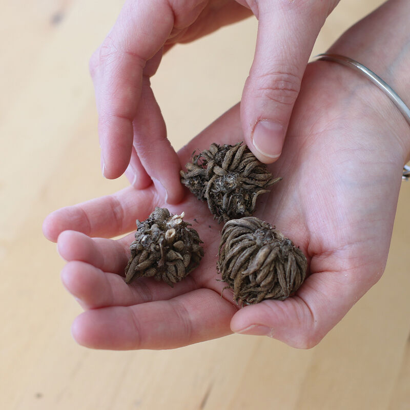 Romance™ Salerno® - Cormo de ranúnculo