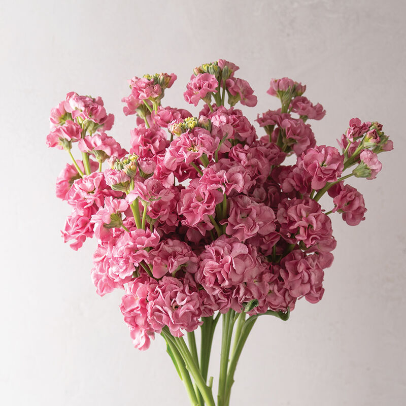 StoX Rose Pink - Semillas de Flor Alelí