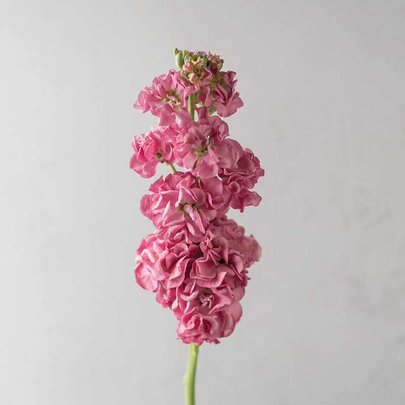 StoX Rose Pink - Semillas de Flor Alelí