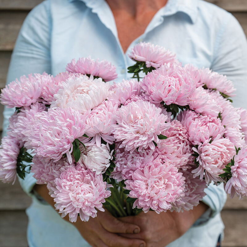 Soufflé Light Pink-Semillas de Flor Aster de China