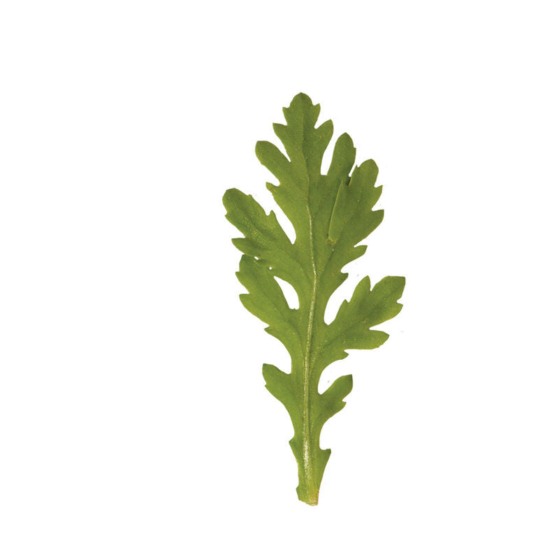 Shungiku - Semillas de Crisantemo Comestible