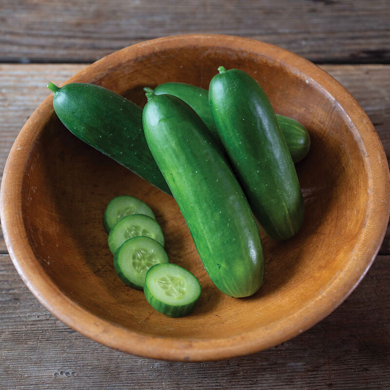 Quick Snack- Semilla de pepino (F1)