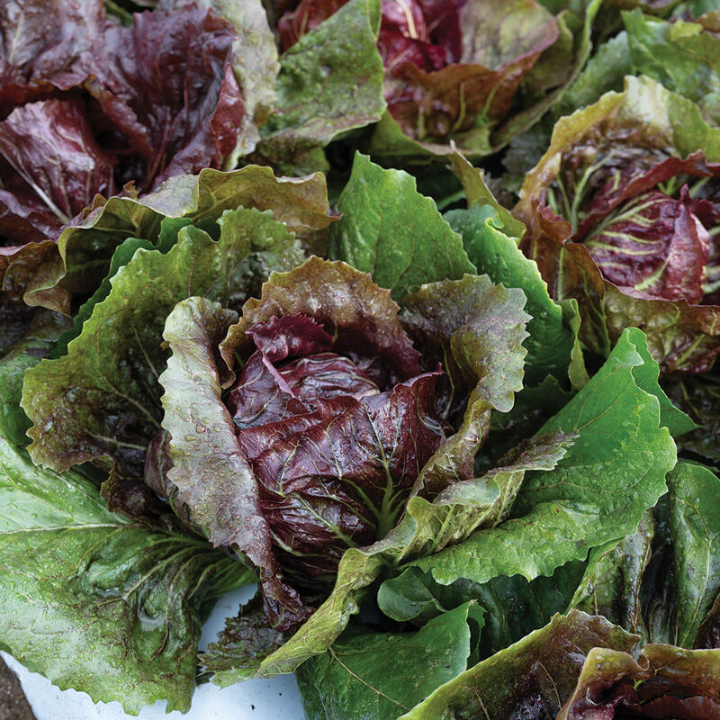 Speeder - Semilla de radicchio