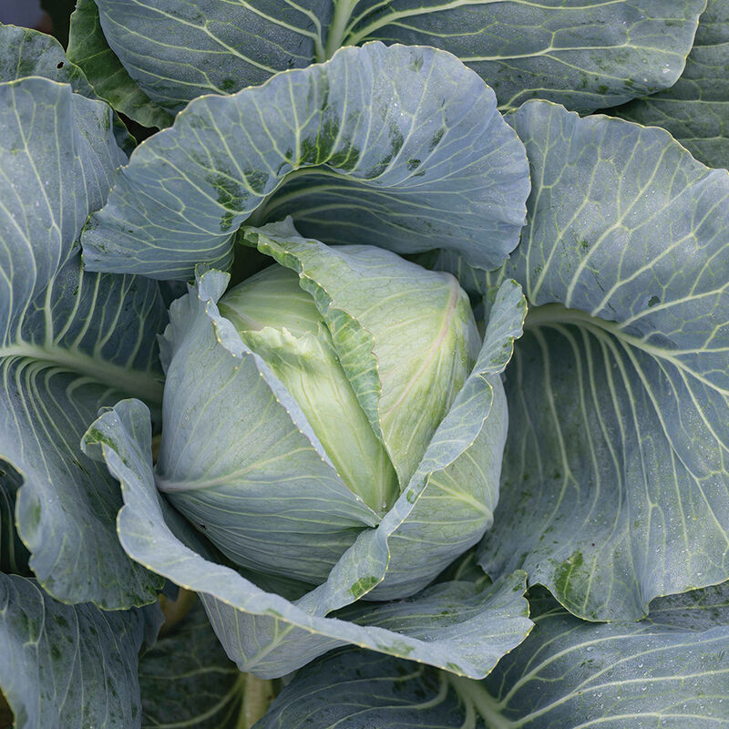 Bronco-Semilla de col