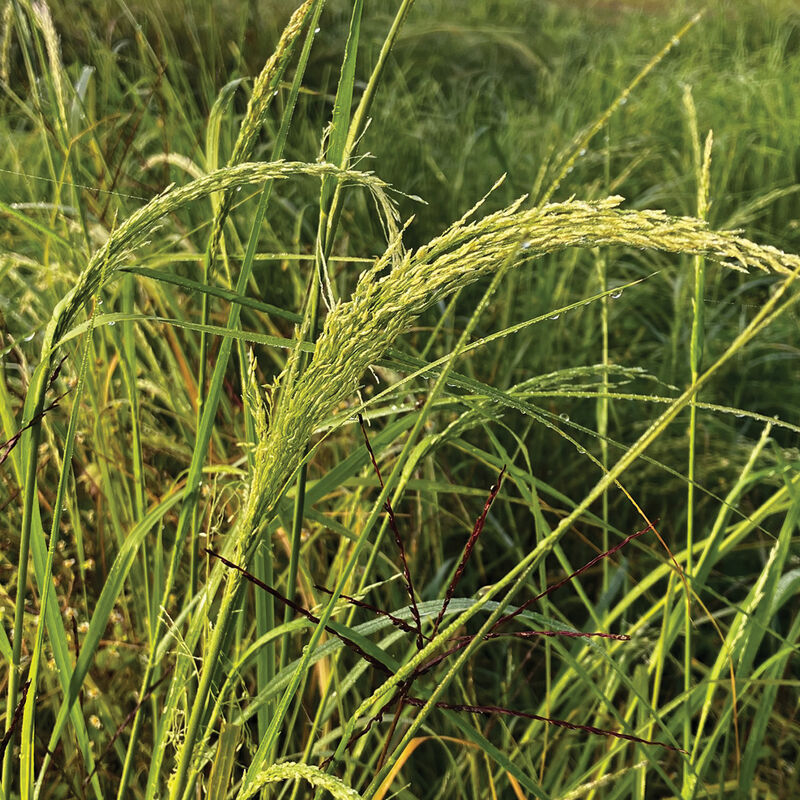 Teff - Semillas de cultivos de cobertura