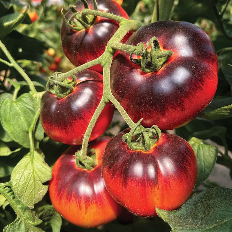 Blue Tonic - Semilla de tomate (F1)