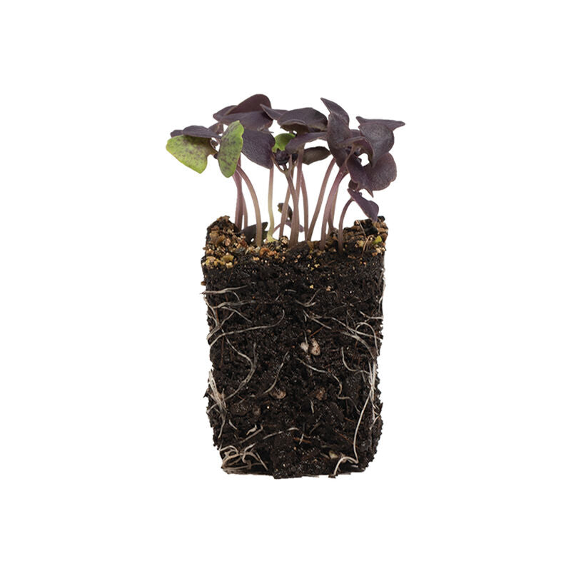 Basil Dark Opal - Semillas de Germinados de Albahaca Morada