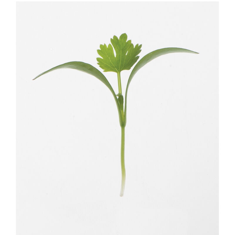 Cilantro - Semillas para Germinados de Cilantro