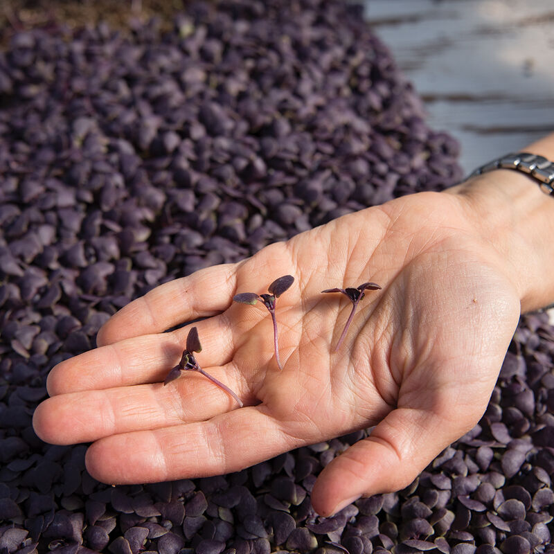 Basil Red Rubin - Semillas de Germinados de Albahaca Morada