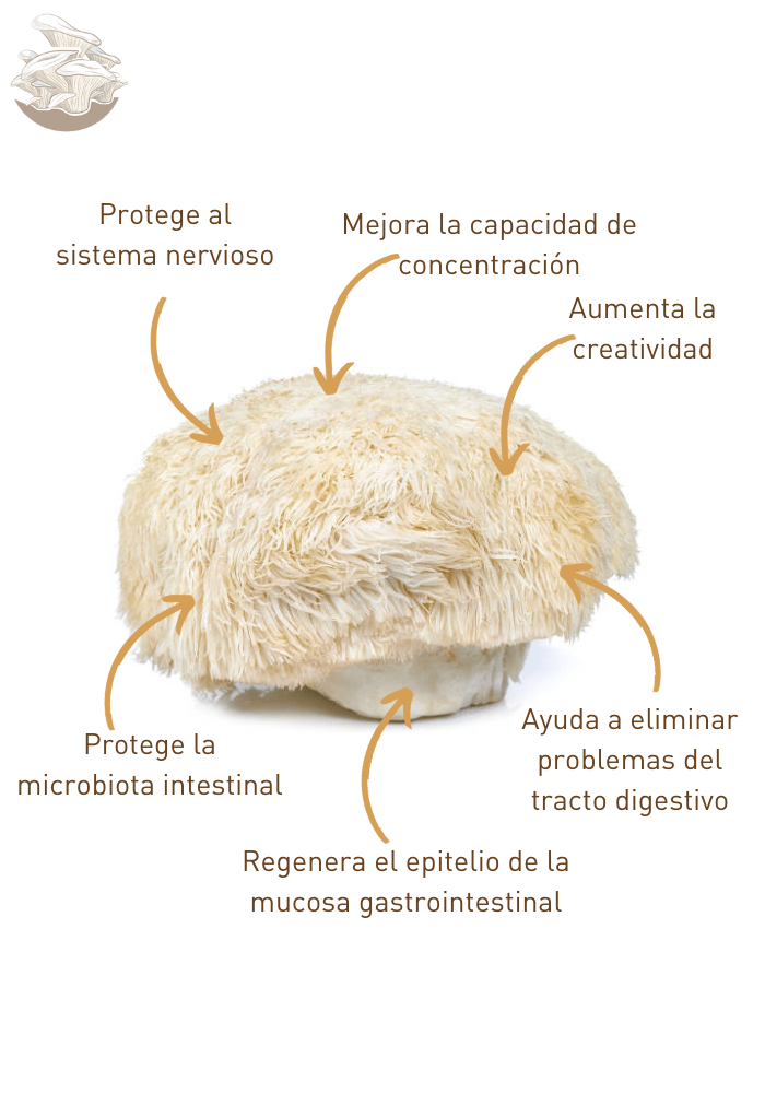 Kit para Cultivo de Hongo Melena de León