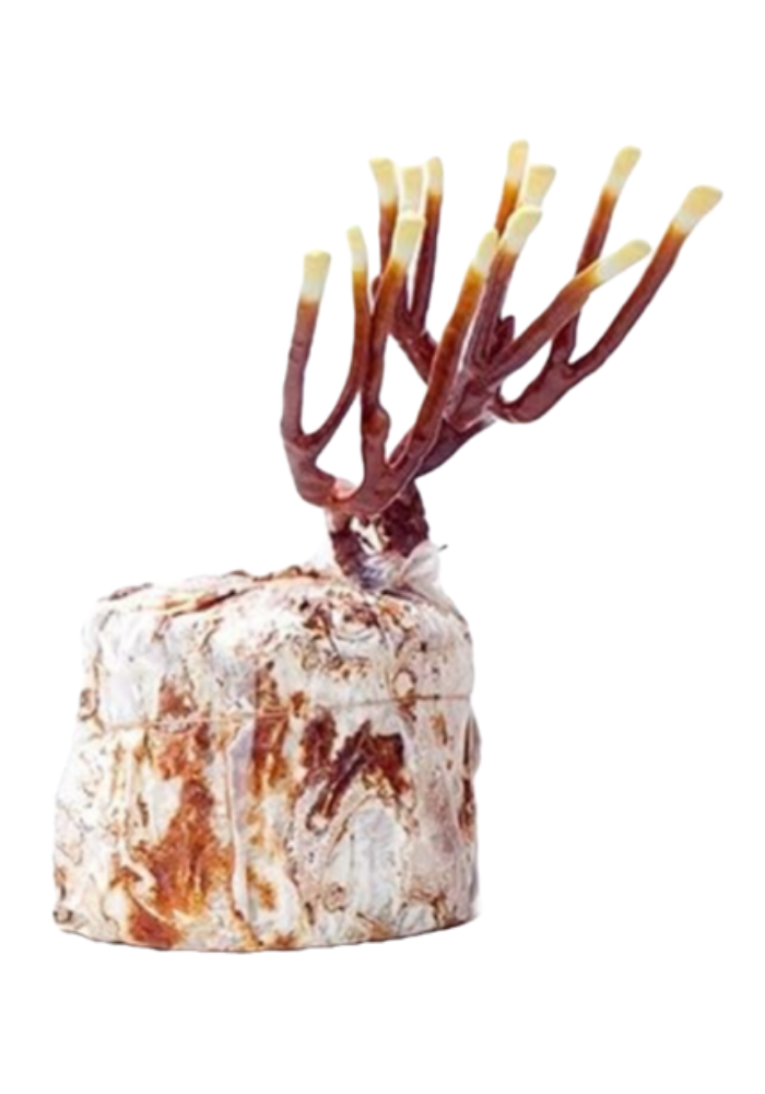 Kit para Cultivo de Hongo Reishi