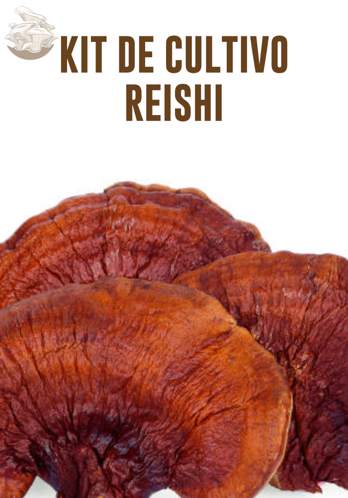 Kit para Cultivo de Hongo Reishi