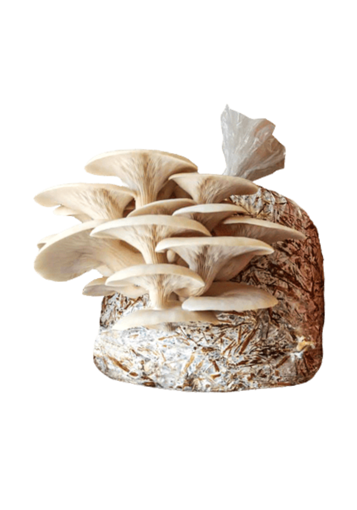 Kits Dobles para Cultivo de Hongo Seta Orgánicos