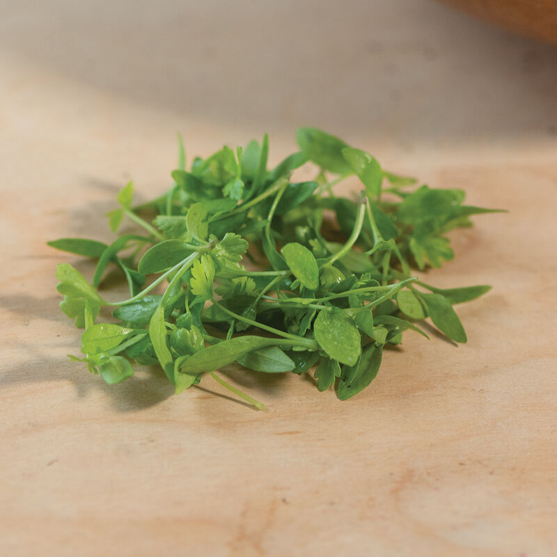 Parsley - Semillas para Germinados de Perejil
