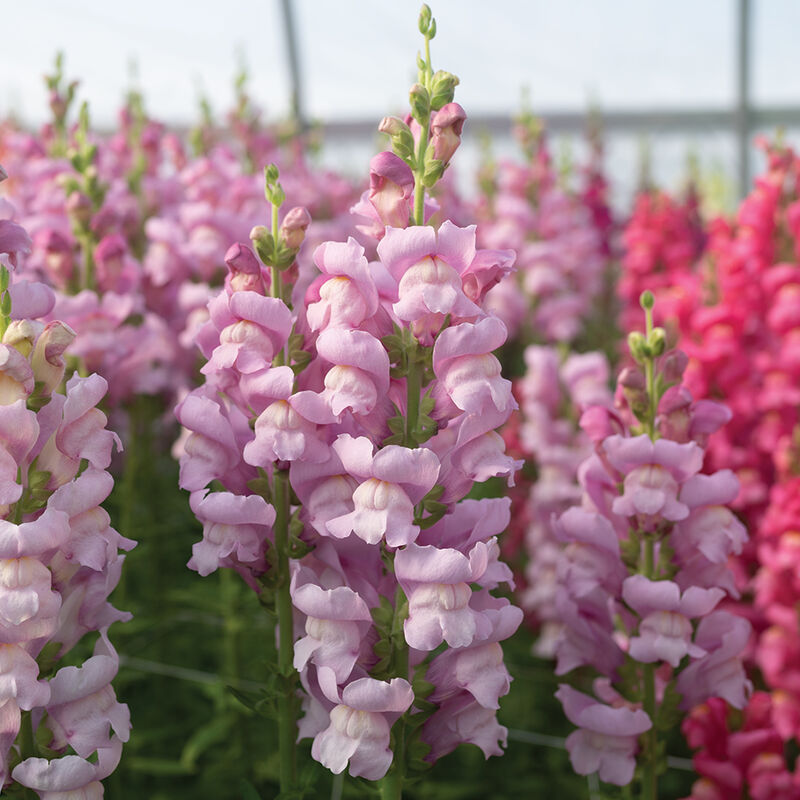 Maryland Lavender I–II - Semillas F1 de Flor Boca de Dragon