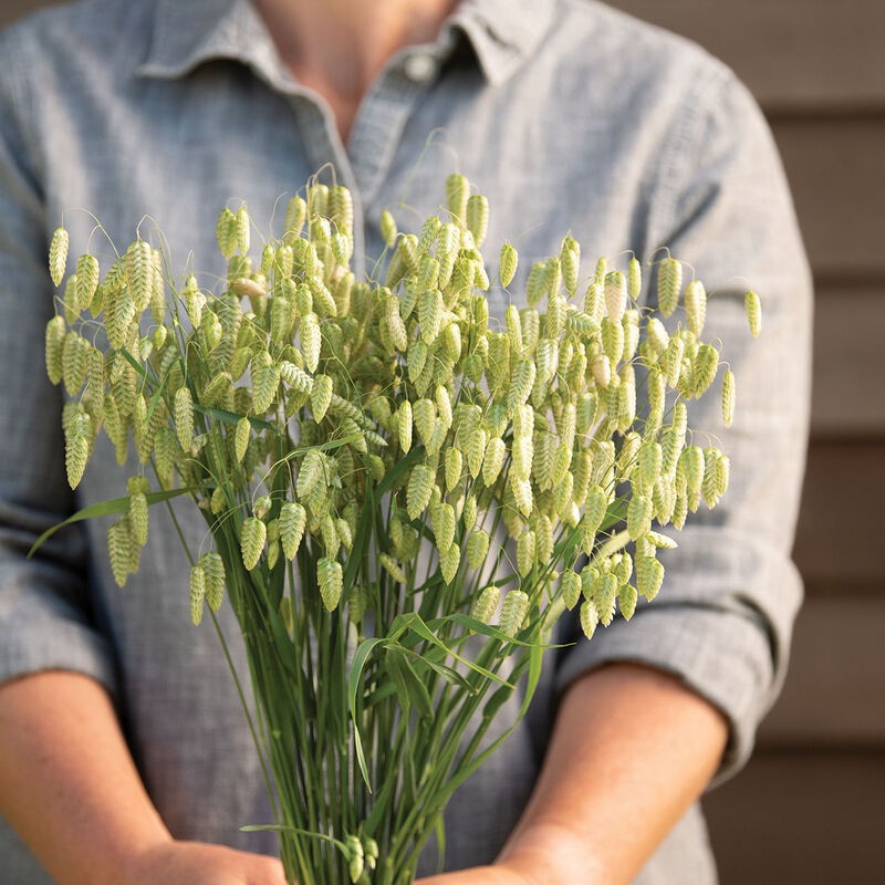 Greater Quaking Grass - Semillas de Pasto Ornamental