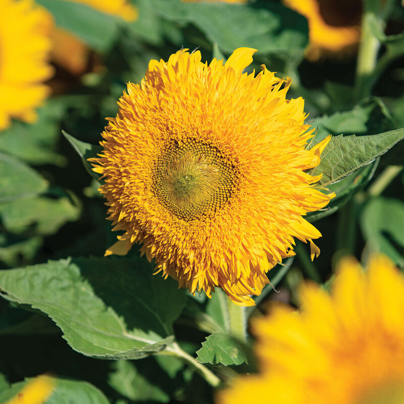 Solano Double - Semillas F1 de Girasol Alto