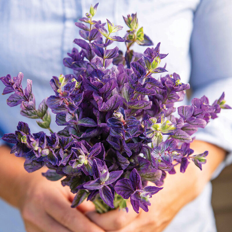 Oxford Blue - Semillas de Flor Salvia