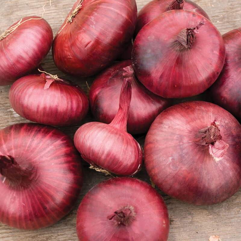 Red Geneva - Semillas Orgánicas de Cebolla Cipollini Morada